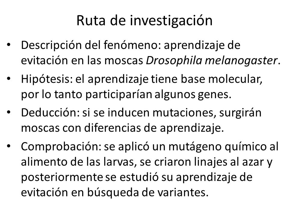 Ruta de investigación Descripción del fenómeno: aprendizaje de evitación en las moscas Drosophila melanogaster.