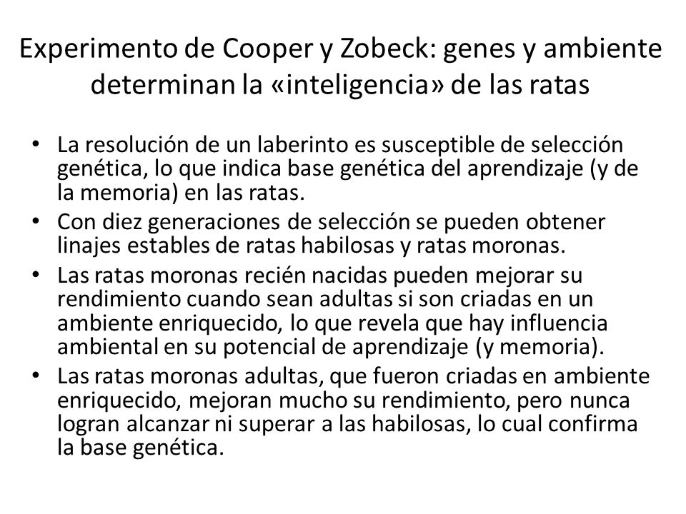 Experimento de Cooper y Zobeck: genes y ambiente determinan la «inteligencia» de las ratas