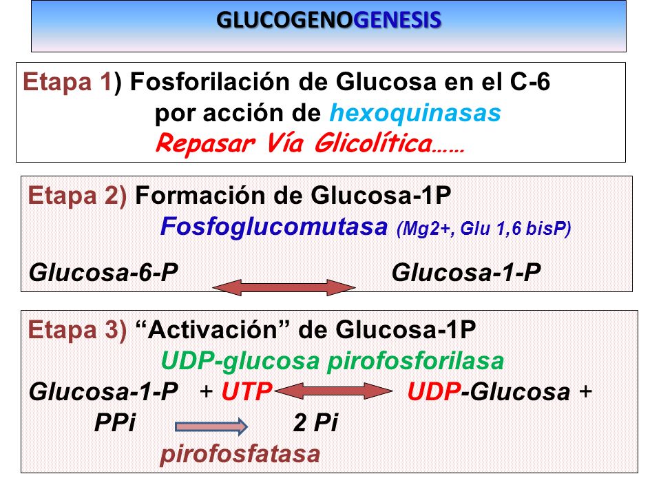 GLUCOGENOGENESIS Etapa 1) Fosforilación de Glucosa en el C-6. por acción de hexoquinasas. Repasar Vía Glicolítica……