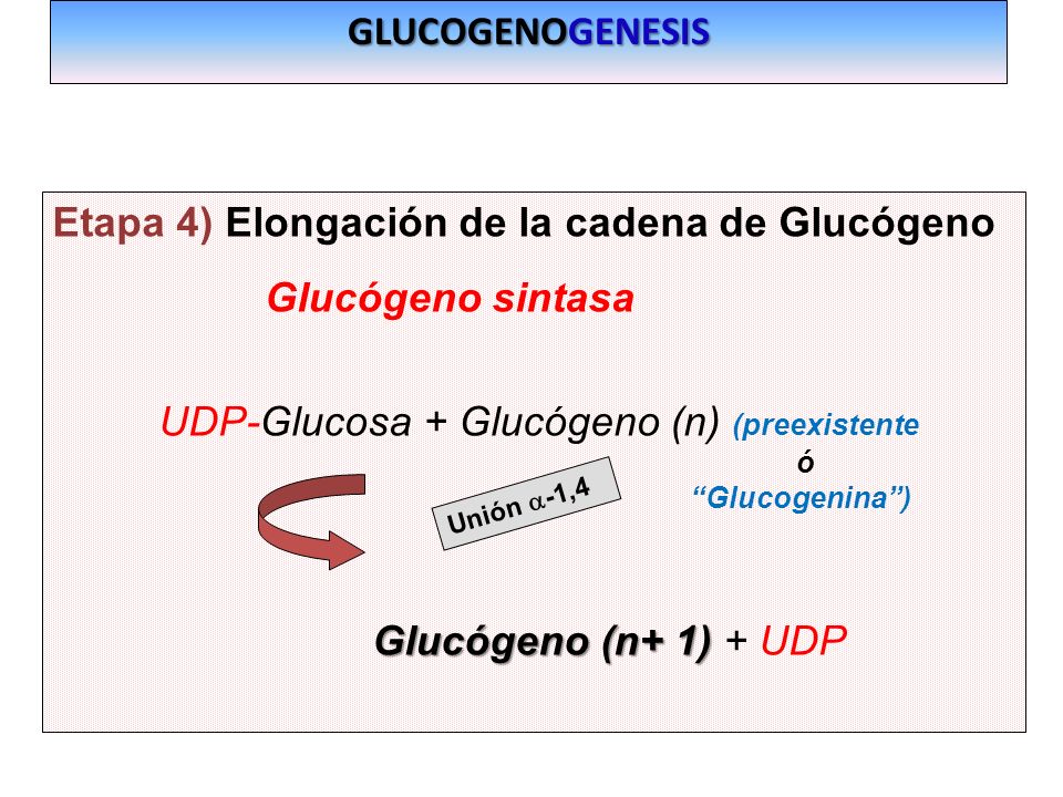 Etapa 4) Elongación de la cadena de Glucógeno Glucógeno sintasa