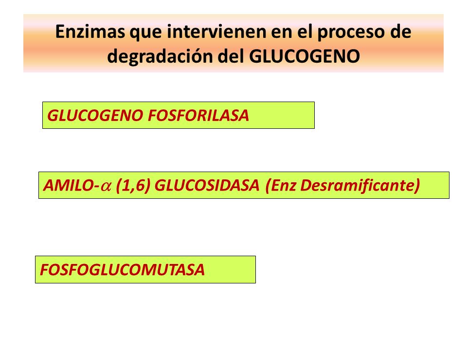 Enzimas que intervienen en el proceso de degradación del GLUCOGENO