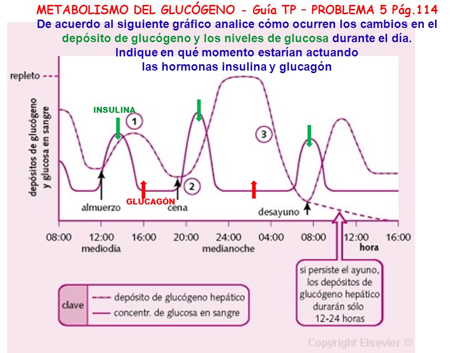 METABOLISMO DEL GLUCÓGENO - Guía TP – PROBLEMA 5 Pág.114