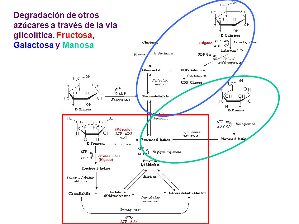Degradación de otros azúcares a través de la vía glicolítica