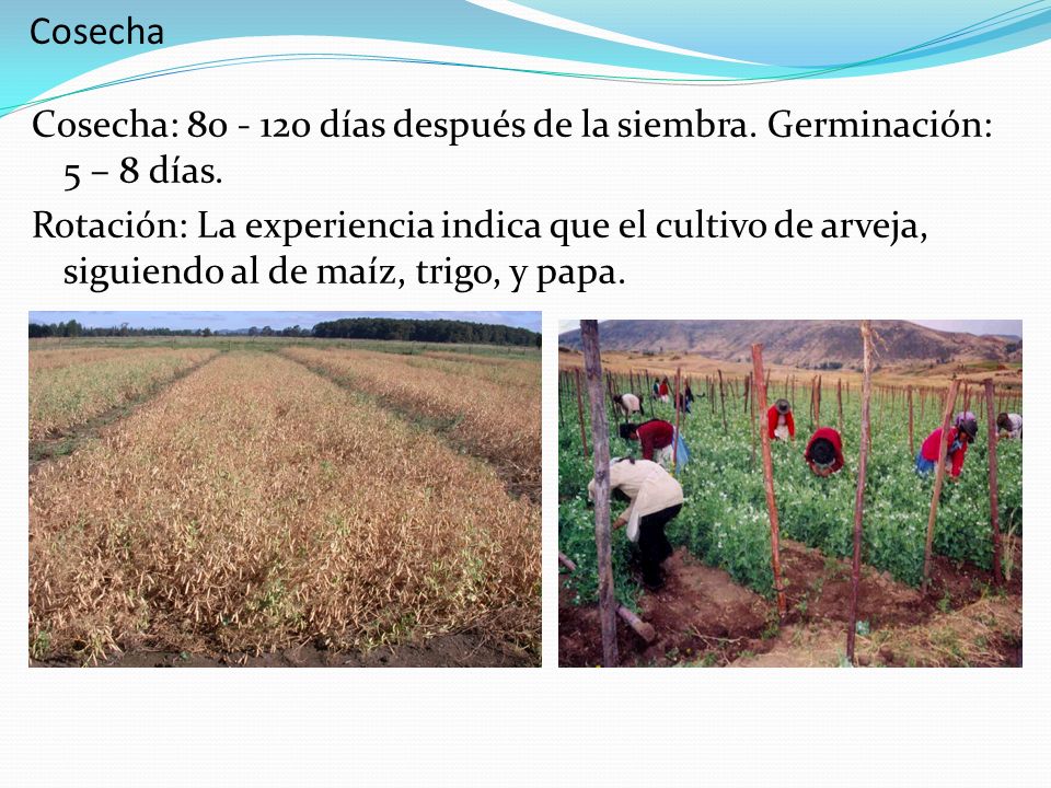 Cosecha Cosecha: días después de la siembra. Germinación: 5 – 8 días.