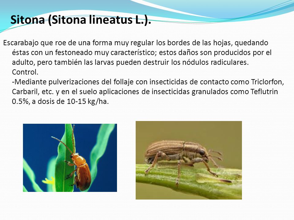 Sitona (Sitona lineatus L.).
