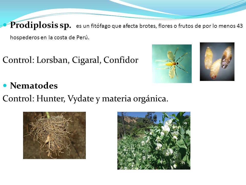 Prodiplosis sp. es un fitófago que afecta brotes, flores o frutos de por lo menos 43 hospederos en la costa de Perú.