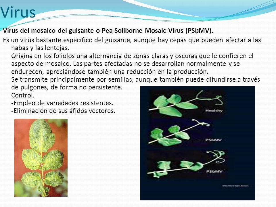 Virus Virus del mosaico del guisante o Pea Soilborne Mosaic Virus (PSbMV).