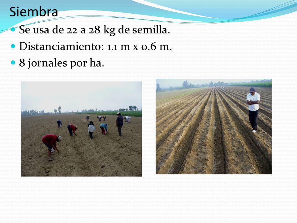 Siembra Se usa de 22 a 28 kg de semilla.