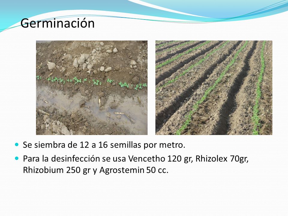 Germinación Se siembra de 12 a 16 semillas por metro.