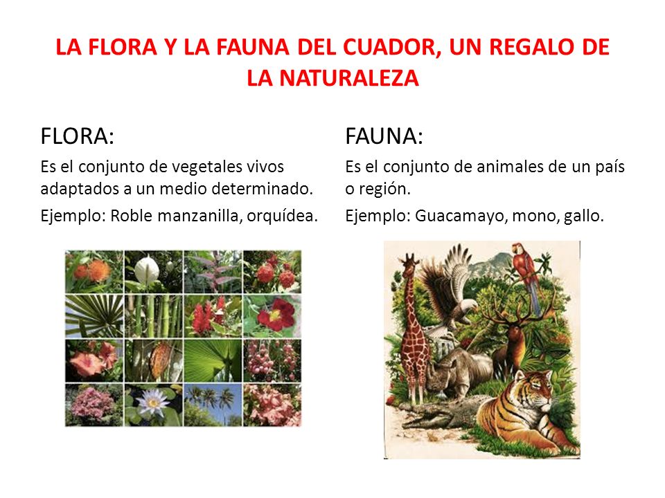 LA FLORA Y LA FAUNA DEL CUADOR, UN REGALO DE LA NATURALEZA