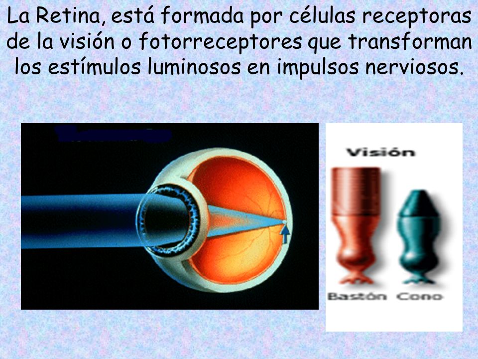 La Retina, está formada por células receptoras de la visión o fotorreceptores que transforman los estímulos luminosos en impulsos nerviosos.