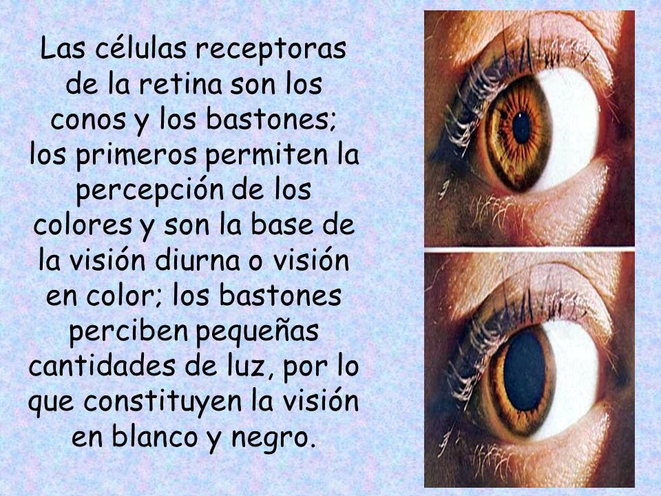 Las células receptoras de la retina son los conos y los bastones; los primeros permiten la percepción de los colores y son la base de la visión diurna o visión en color; los bastones perciben pequeñas cantidades de luz, por lo que constituyen la visión en blanco y negro.