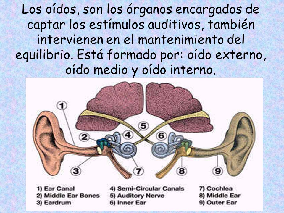 Los oídos, son los órganos encargados de captar los estímulos auditivos, también intervienen en el mantenimiento del equilibrio.