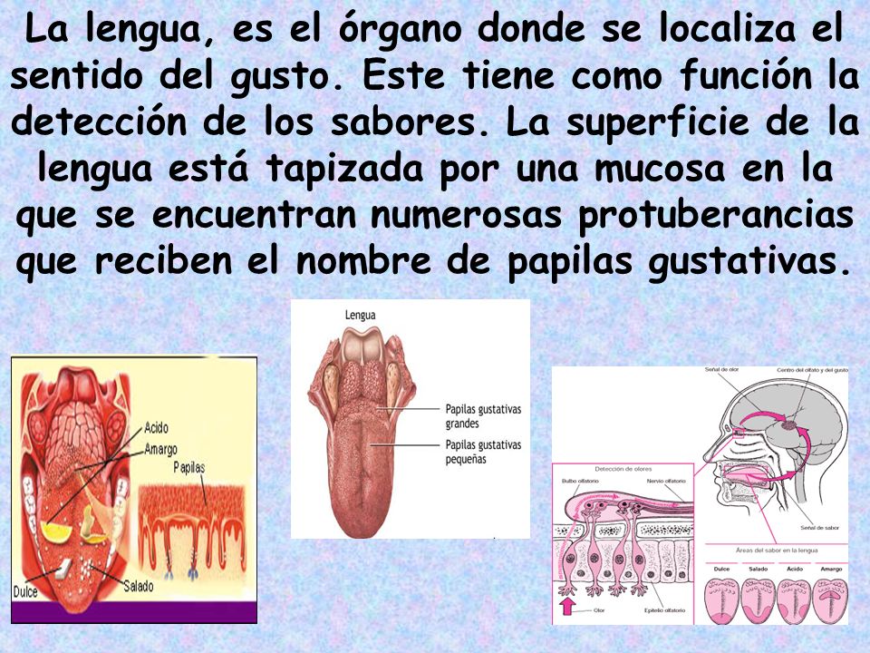 La lengua, es el órgano donde se localiza el sentido del gusto