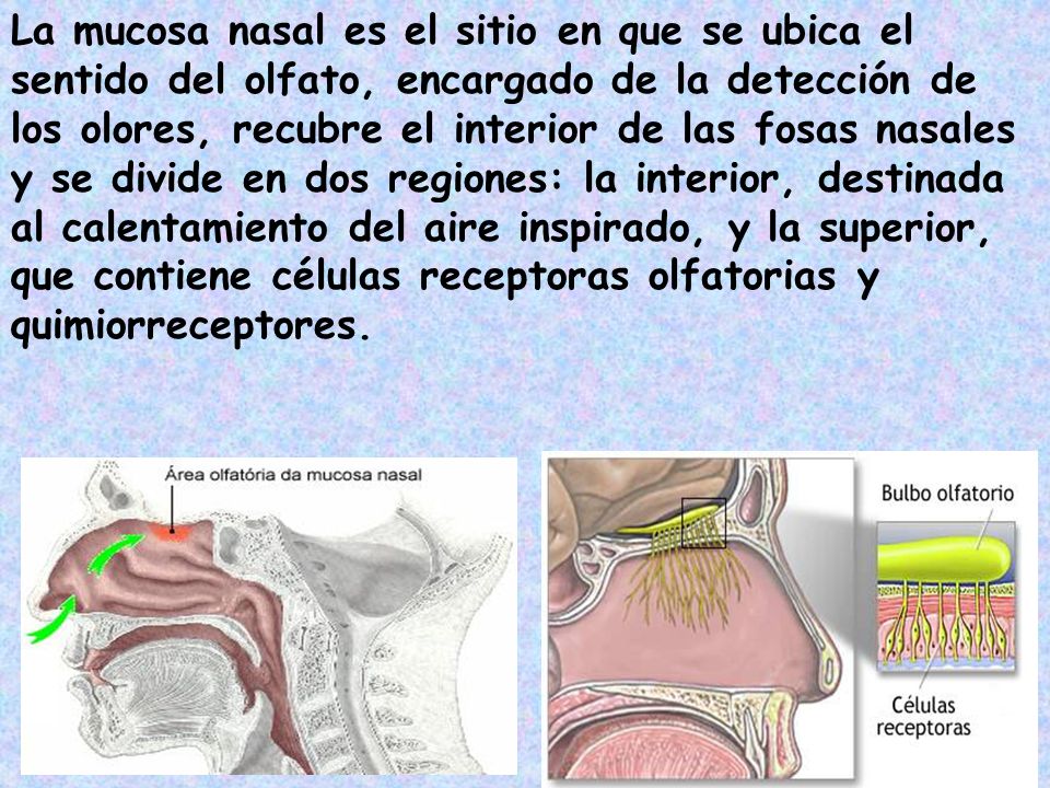 La mucosa nasal es el sitio en que se ubica el sentido del olfato, encargado de la detección de los olores, recubre el interior de las fosas nasales y se divide en dos regiones: la interior, destinada al calentamiento del aire inspirado, y la superior, que contiene células receptoras olfatorias y quimiorreceptores.
