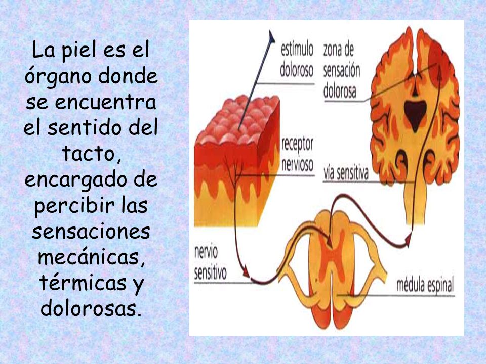 La piel es el órgano donde se encuentra el sentido del tacto, encargado de percibir las sensaciones mecánicas, térmicas y dolorosas.