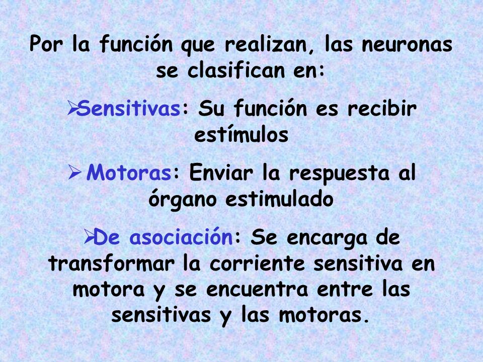 Por la función que realizan, las neuronas se clasifican en: