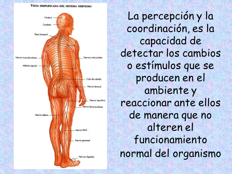 La percepción y la coordinación, es la capacidad de detectar los cambios o estímulos que se producen en el ambiente y reaccionar ante ellos de manera que no alteren el funcionamiento normal del organismo