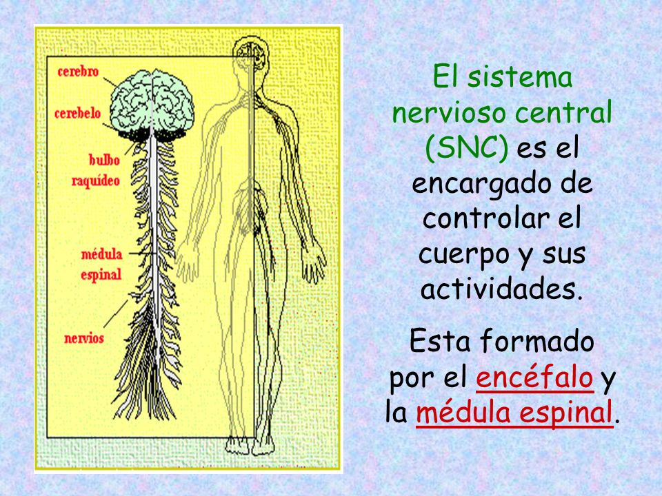 Esta formado por el encéfalo y la médula espinal.