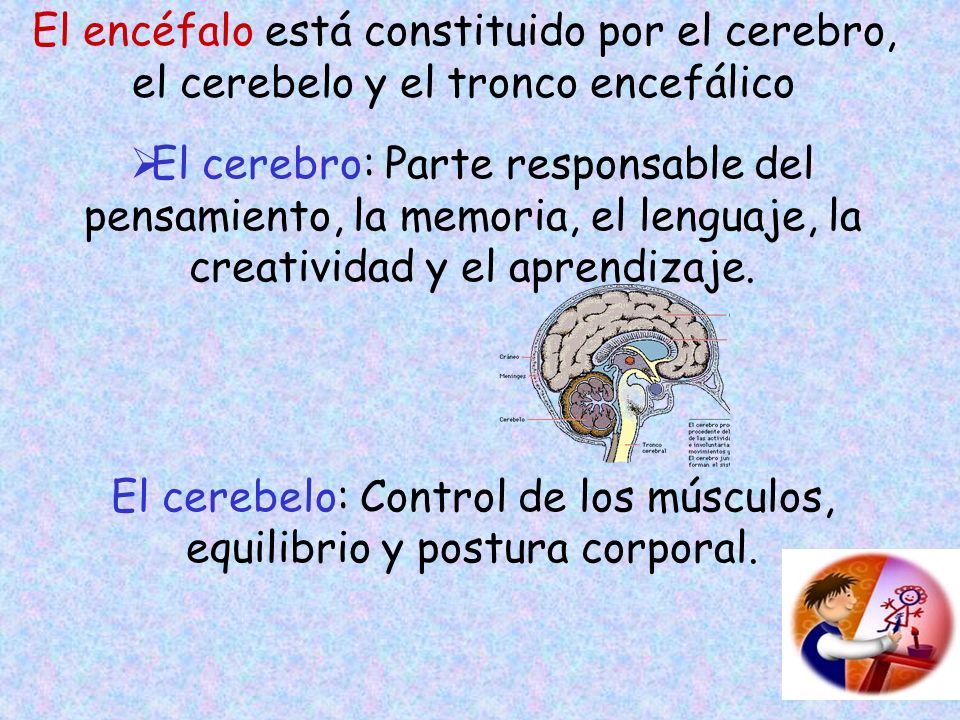 El cerebelo: Control de los músculos, equilibrio y postura corporal.