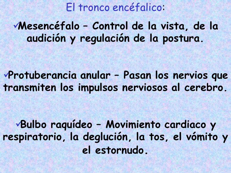 El tronco encéfalico: Mesencéfalo – Control de la vista, de la audición y regulación de la postura.