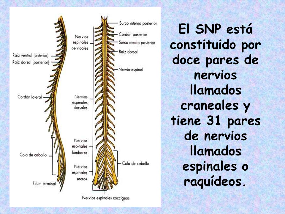 El SNP está constituido por doce pares de nervios llamados craneales y tiene 31 pares de nervios llamados espinales o raquídeos.