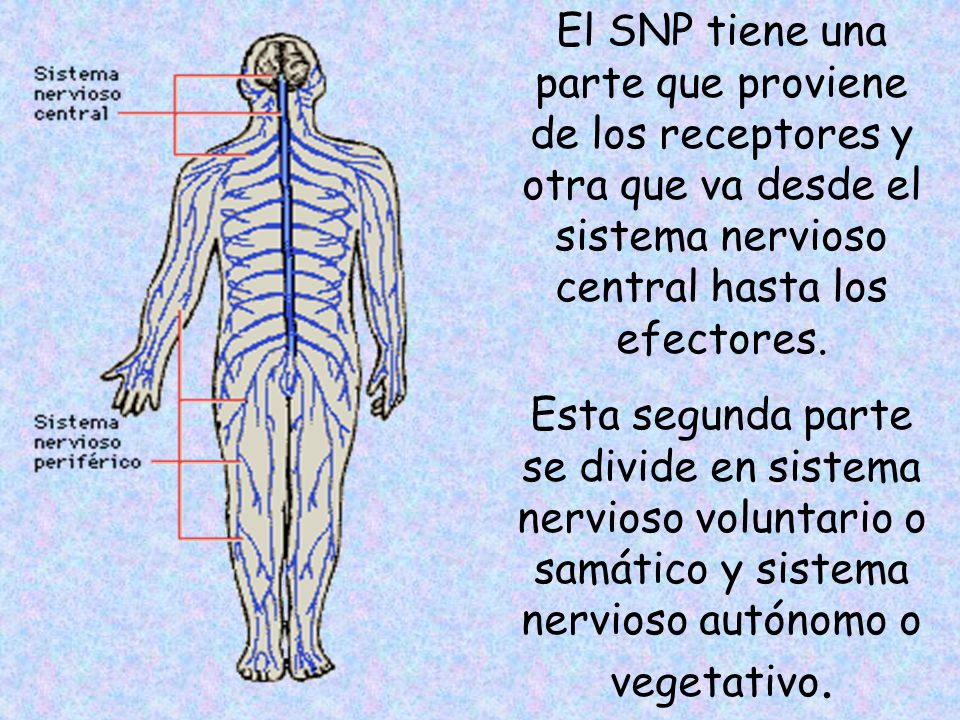 El SNP tiene una parte que proviene de los receptores y otra que va desde el sistema nervioso central hasta los efectores.