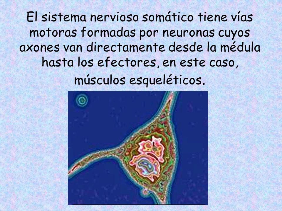 El sistema nervioso somático tiene vías motoras formadas por neuronas cuyos axones van directamente desde la médula hasta los efectores, en este caso, músculos esqueléticos.