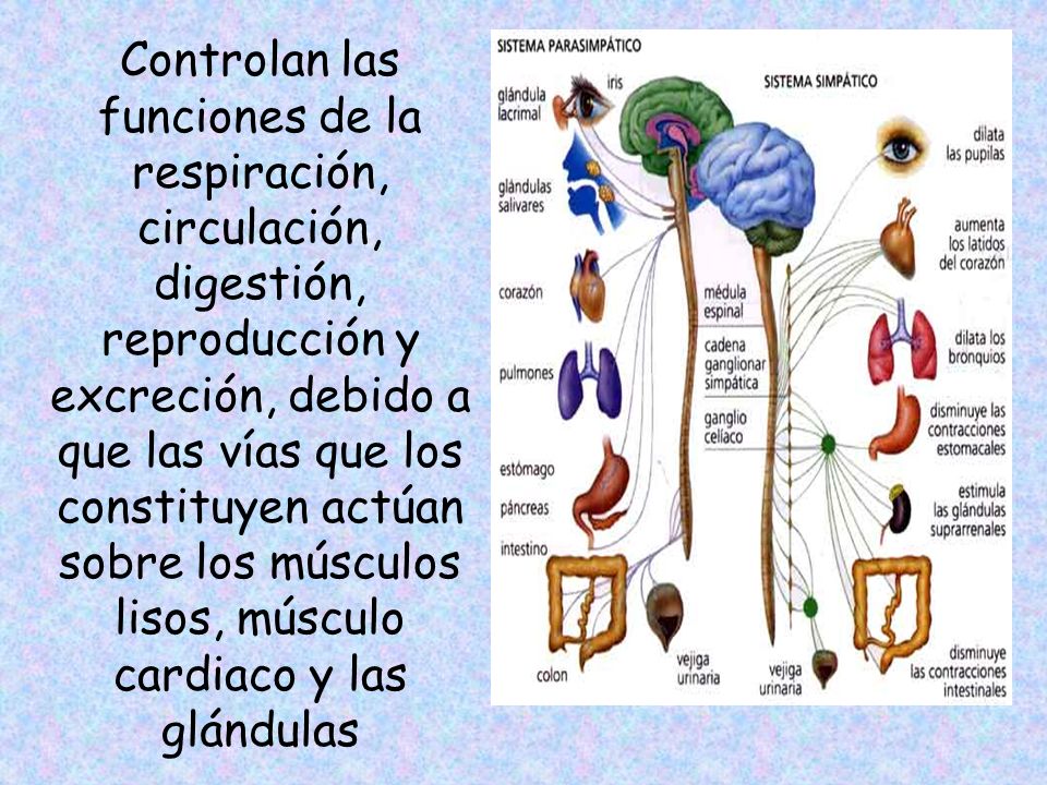 Controlan las funciones de la respiración, circulación, digestión, reproducción y excreción, debido a que las vías que los constituyen actúan sobre los músculos lisos, músculo cardiaco y las glándulas