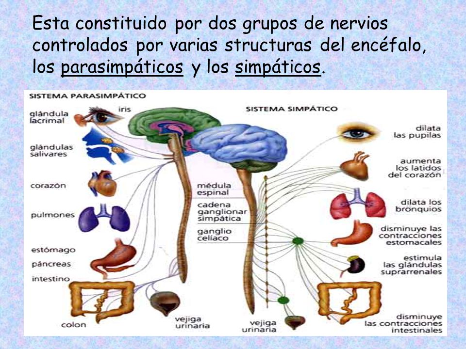 Esta constituido por dos grupos de nervios controlados por varias structuras del encéfalo, los parasimpáticos y los simpáticos.
