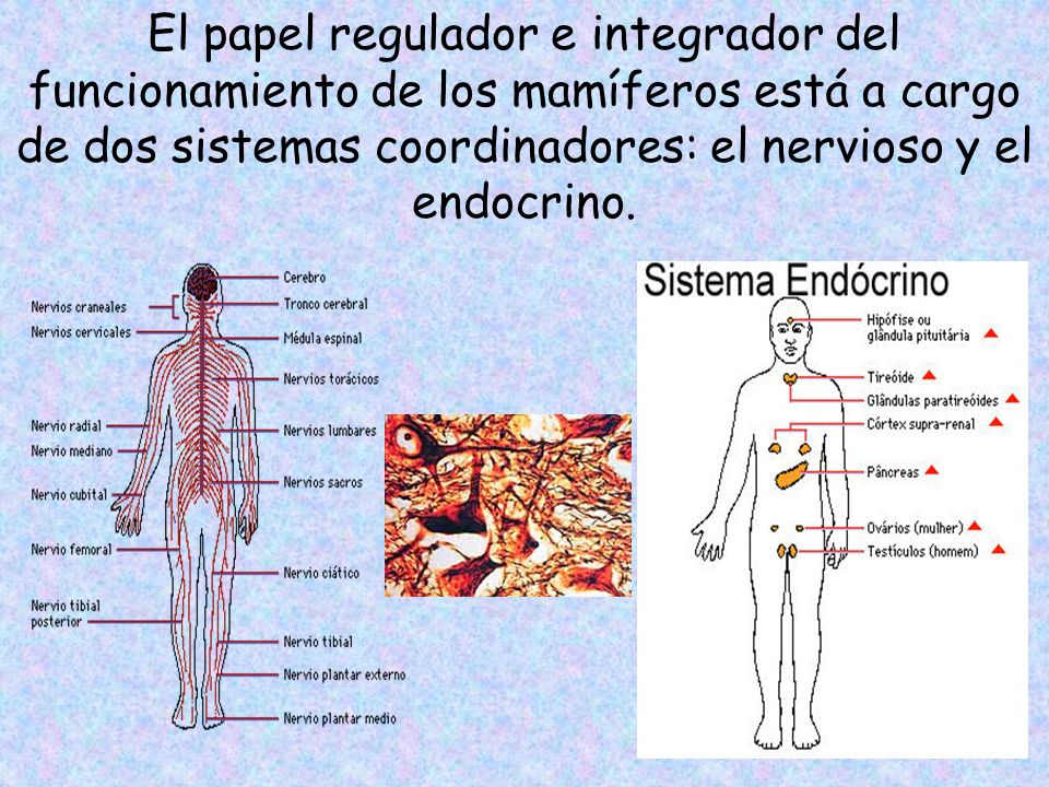 El papel regulador e integrador del funcionamiento de los mamíferos está a cargo de dos sistemas coordinadores: el nervioso y el endocrino.