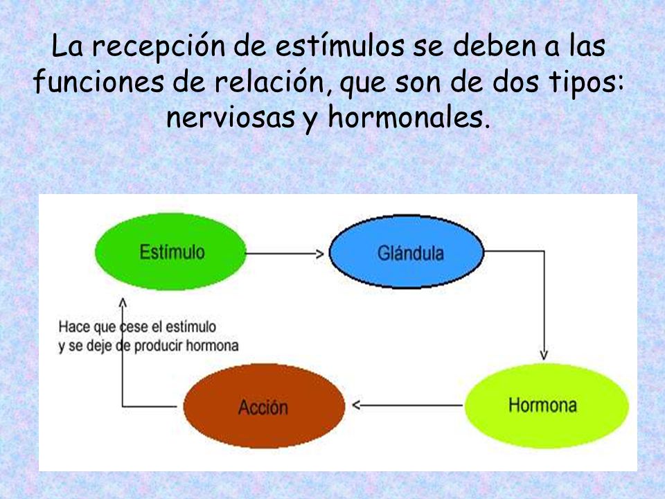 La recepción de estímulos se deben a las funciones de relación, que son de dos tipos: nerviosas y hormonales.