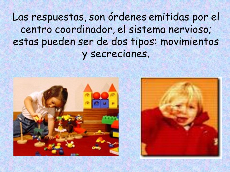 Las respuestas, son órdenes emitidas por el centro coordinador, el sistema nervioso; estas pueden ser de dos tipos: movimientos y secreciones.