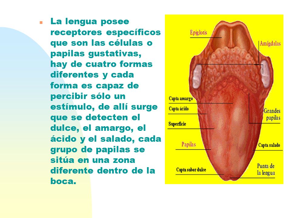 La lengua posee receptores específicos que son las células o papilas gustativas, hay de cuatro formas diferentes y cada forma es capaz de percibir sólo un estímulo, de allí surge que se detecten el dulce, el amargo, el ácido y el salado, cada grupo de papilas se sitúa en una zona diferente dentro de la boca.