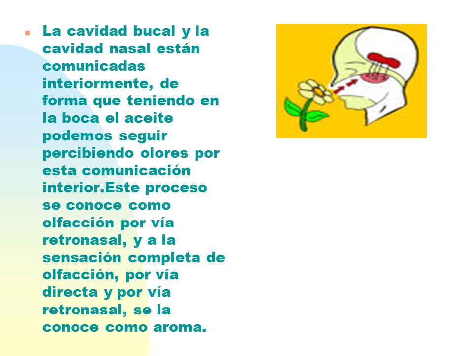La cavidad bucal y la cavidad nasal están comunicadas interiormente, de forma que teniendo en la boca el aceite podemos seguir percibiendo olores por esta comunicación interior.Este proceso se conoce como olfacción por vía retronasal, y a la sensación completa de olfacción, por vía directa y por vía retronasal, se la conoce como aroma.