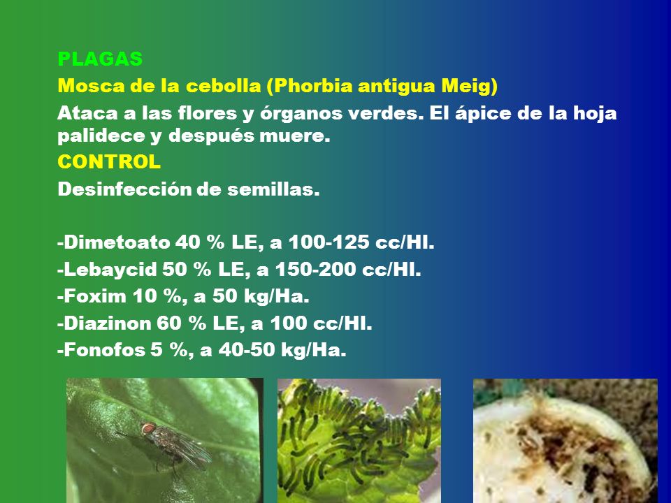 PLAGAS Mosca de la cebolla (Phorbia antigua Meig) Ataca a las flores y órganos verdes. El ápice de la hoja palidece y después muere.