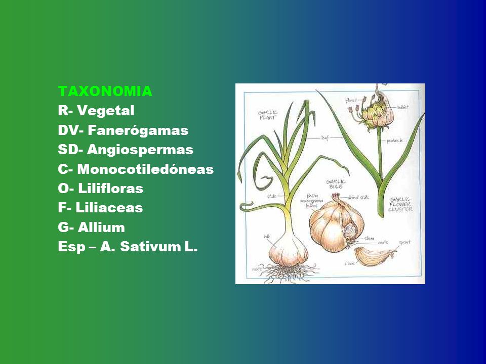 TAXONOMIA R- Vegetal. DV- Fanerógamas. SD- Angiospermas. C- Monocotiledóneas. O- Lilifloras. F- Liliaceas.