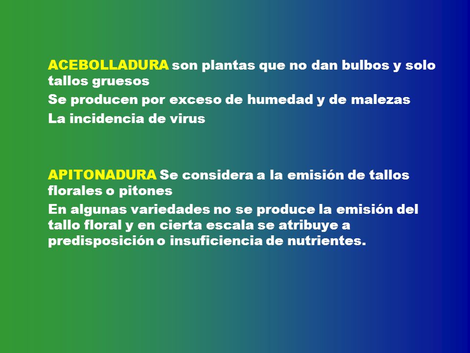 ACEBOLLADURA son plantas que no dan bulbos y solo tallos gruesos