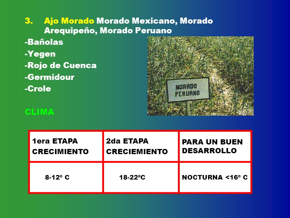 Ajo Morado Morado Mexicano, Morado Arequipeño, Morado Peruano -Bañolas