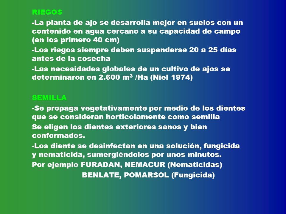 RIEGOS -La planta de ajo se desarrolla mejor en suelos con un contenido en agua cercano a su capacidad de campo (en los primero 40 cm)