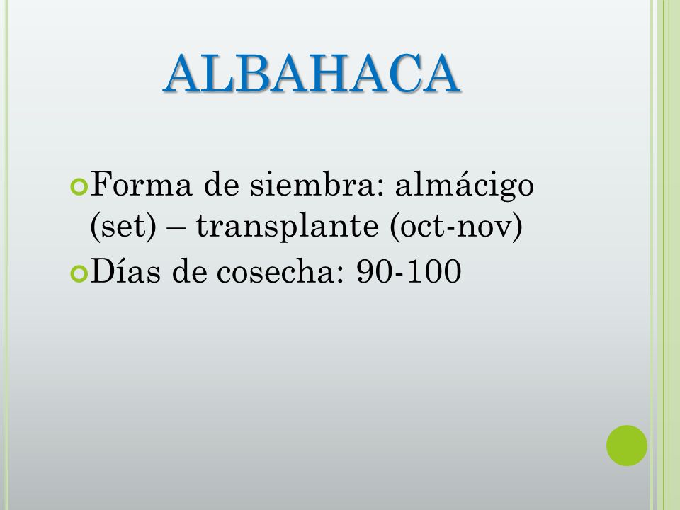 ALBAHACA Forma de siembra: almácigo (set) – transplante (oct-nov)