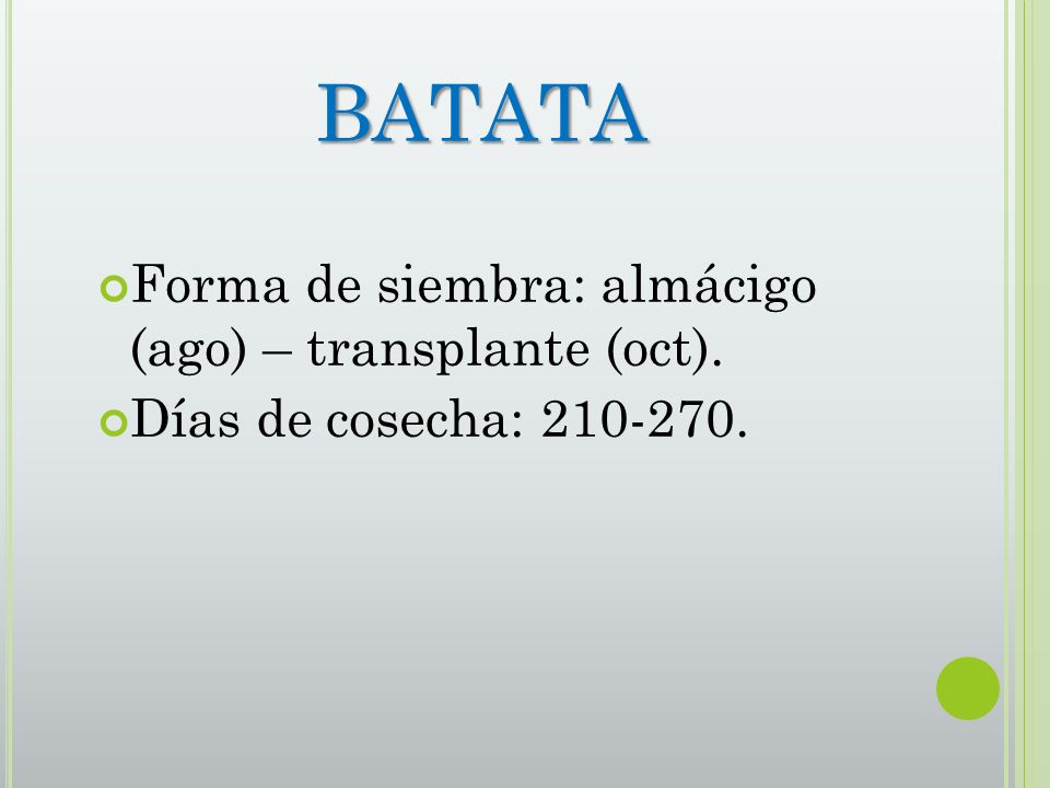 BATATA Forma de siembra: almácigo (ago) – transplante (oct).
