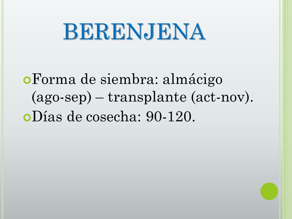 BERENJENA Forma de siembra: almácigo (ago-sep) – transplante (act-nov). Días de cosecha: