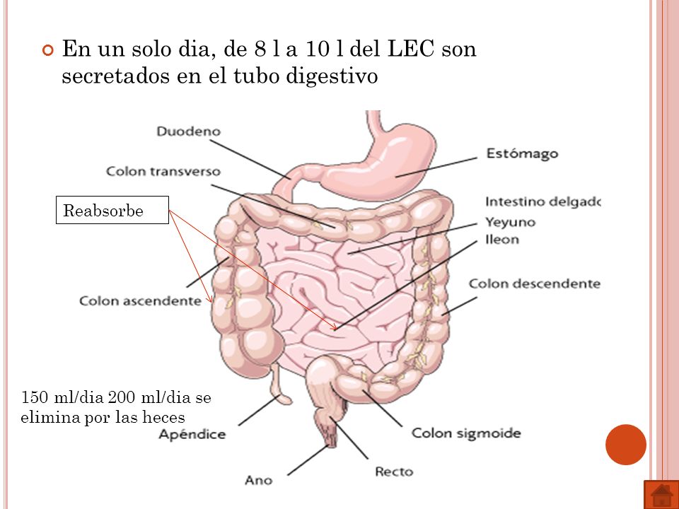En un solo dia, de 8 l a 10 l del LEC son secretados en el tubo digestivo