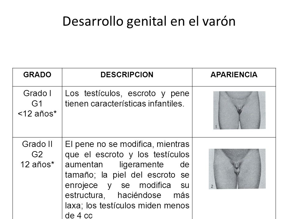 Desarrollo genital en el varón