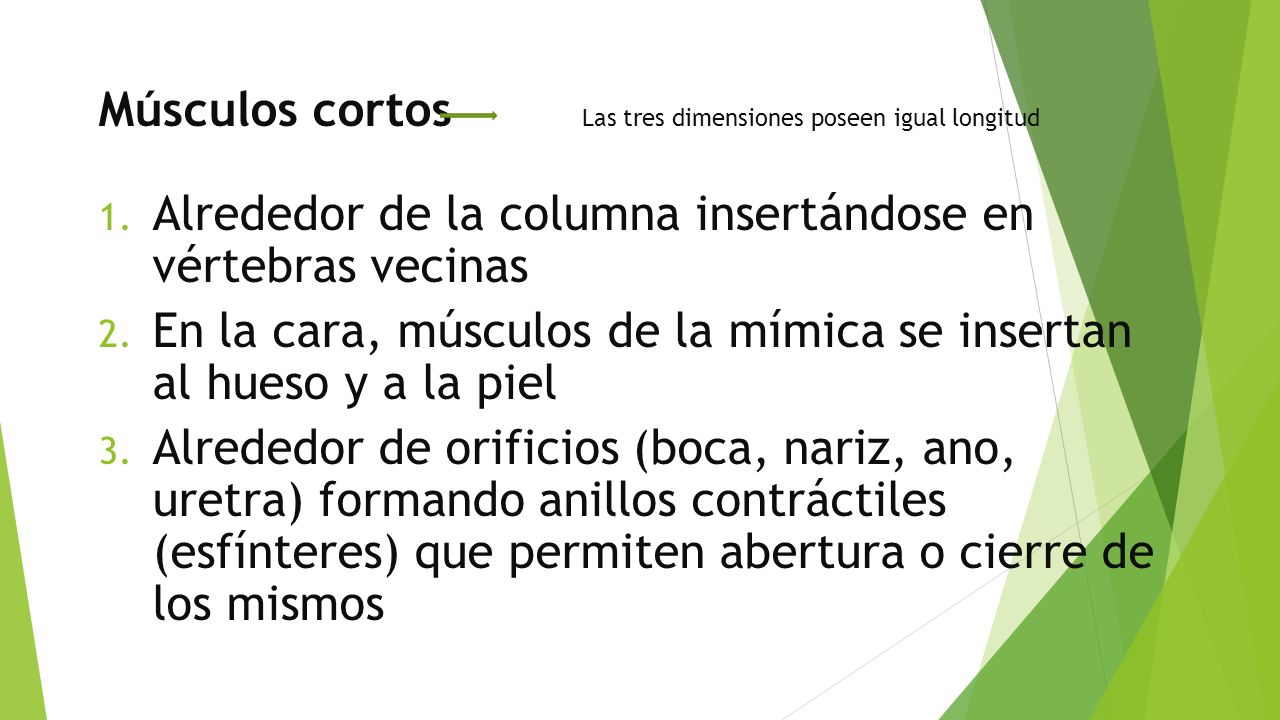 Músculos cortos Las tres dimensiones poseen igual longitud