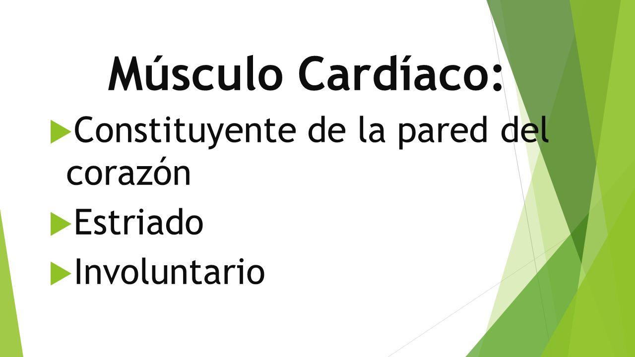Músculo Cardíaco: Constituyente de la pared del corazón Estriado