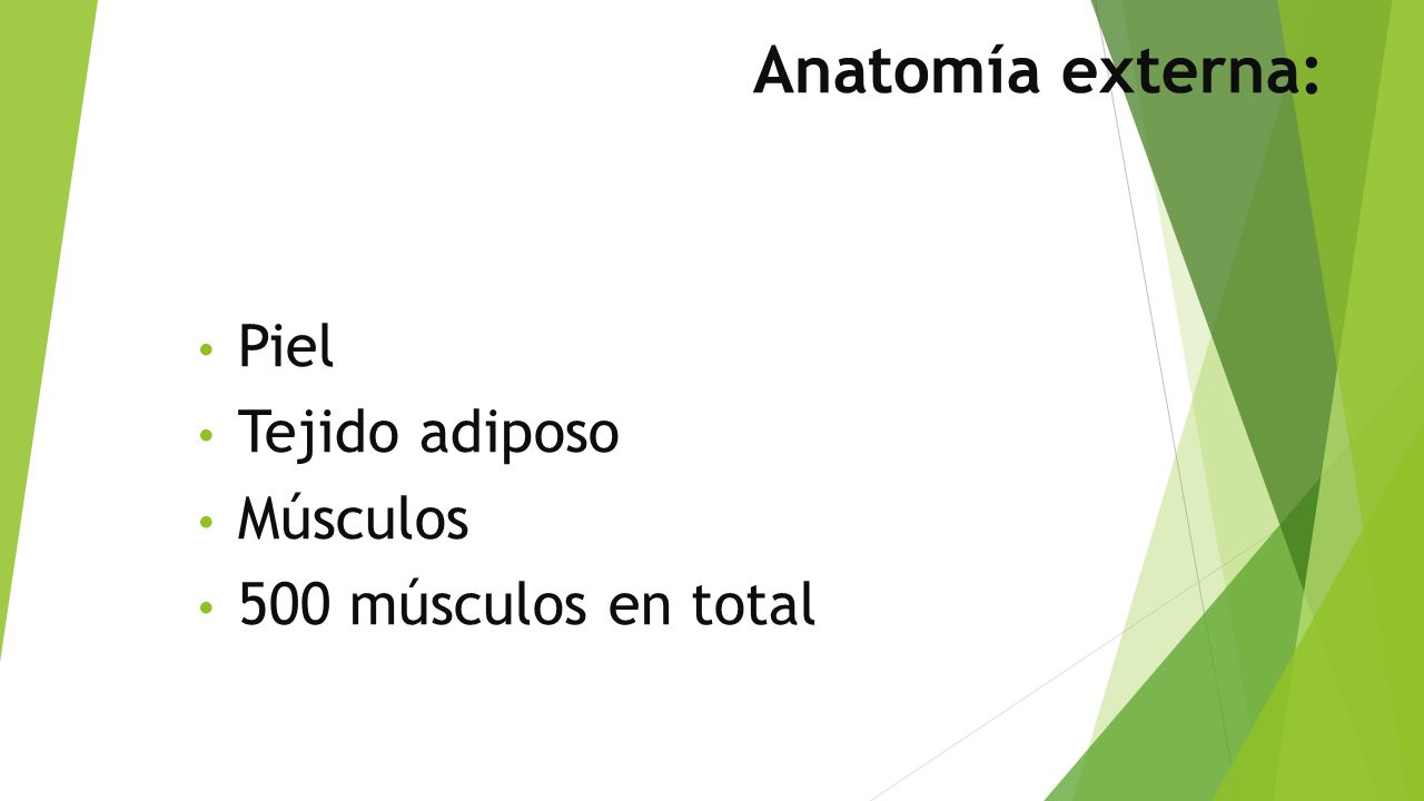 Anatomía externa: Piel Tejido adiposo Músculos 500 músculos en total