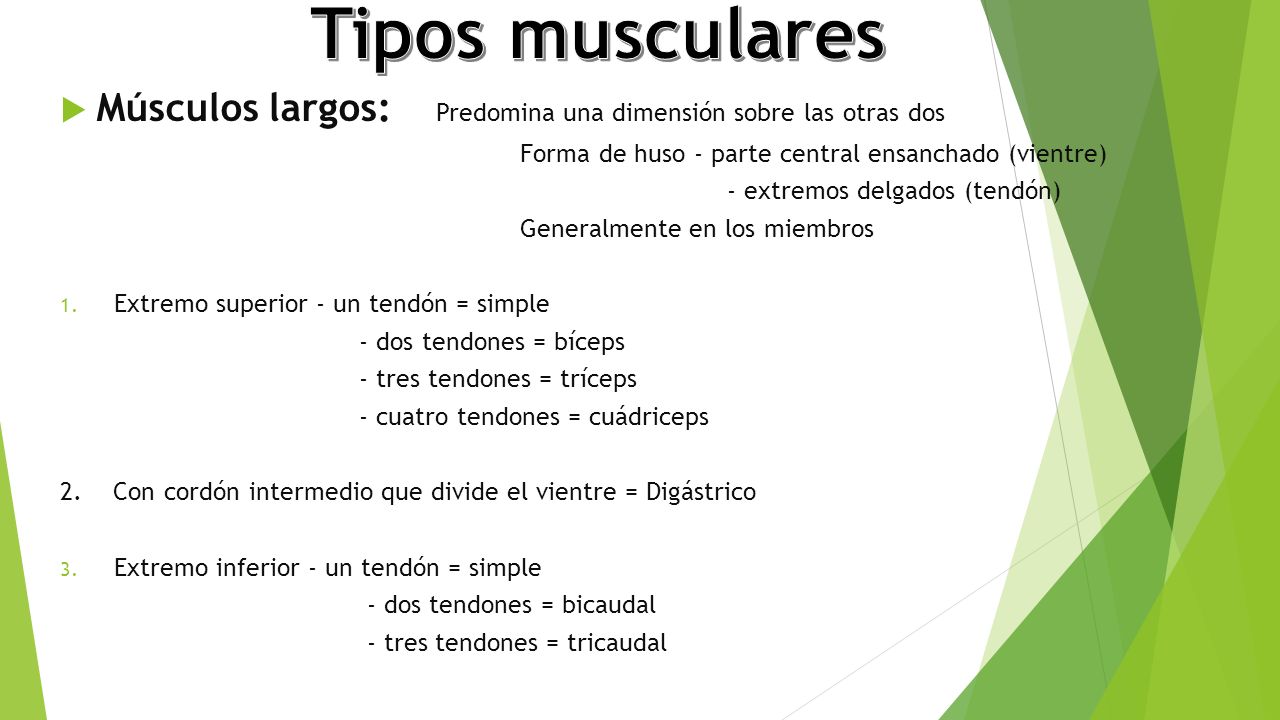 Tipos musculares Músculos largos: Predomina una dimensión sobre las otras dos. Forma de huso - parte central ensanchado (vientre)