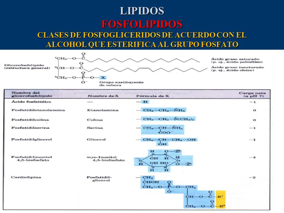 LIPIDOS FOSFOLIPIDOS CLASES DE FOSFOGLICERIDOS DE ACUERDO CON EL ALCOHOL QUE ESTERIFICA AL GRUPO FOSFATO
